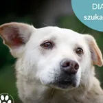 Pies do adopcji, Starogard Gdański, 13 lutego 2025