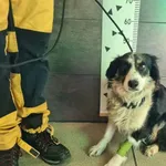 Znaleziono psa, Chełmek, 28 stycznia 2025