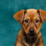 Pies do adopcji, Elbląg, 13 lutego 2025