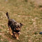 Pies do adopcji, Czartki, 13 lutego 2025