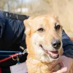 Znaleziono psa, Sosnowiec, 9 lutego 2025