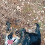 GB/9/1/25 Lady   - data przyjęcia - 13.02.2025