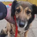 Znaleziono psa, Oborniki, 3 lutego 2025