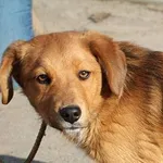 Znaleziono psa, Oborniki, 11 lutego 2025