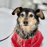 Pies do adopcji, Piła, 1 września 2020