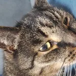 Zaginął kot, Łódź, 13 lutego 2025