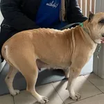 Znaleziono psa, Lublin, 14 lutego 2025