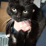 Znaleziono kota, Szczecin, 14 lutego 2025