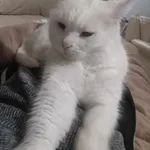 Zaginął kot, Aleksandrów Łódzki, 14 lutego 2025