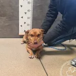 Znaleziono psa, Chełmek, 13 lutego 2025