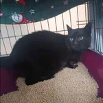 Znaleziono kota, Grudziądz, 15 lutego 2025