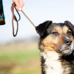 Lewel - wesoły TRICOLOROWY psiak szuka kochającego domu!