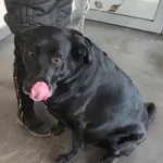 Znaleziono psa, Olsztyn, 14 lutego 2025