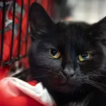 Znaleziono kota, Sosnowiec, 11 lutego 2025