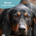 Pies do adopcji, Starogard Gdański, 14 lutego 2025