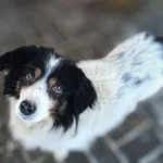 Rabi - nieduże, długowłose cudo do pokochania od zaraz! 