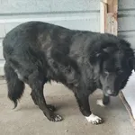 Pies do adopcji, Racibórz, 11 lutego 2025