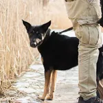 Znaleziono psa, Sosnowiec, 16 lutego 2025