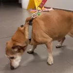 Pies odnaleziony w dniu 16.02.2025 r. przy ul. Hrubieszowska.