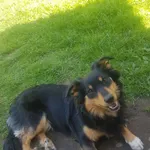 Zaginął pies Bazyl