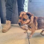 Przyjęty: 2025-02-17 Gmina: Libiąż Płeć: Pies Opis: mieszaniec, tricolor