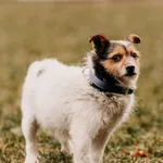 Lulek 616093902899455