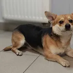 Znaleziono psa, Lublin, 17 lutego 2025