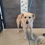 Znaleziono psa, Chełmek, 17 lutego 2025