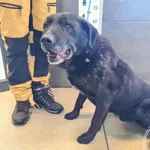 Znaleziono psa, Chełmek, 16 lutego 2025