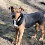 Znaleziono psa, Pieckowo, 13 lutego 2025