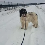 Pies do adopcji, Wolsztyn, 16 lutego 2025