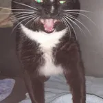 KOCUR PRZYWIEZIONY PRZEZ ZNALAZCĘ 120-02-2025