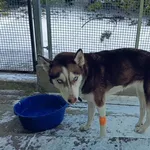 SUCZKA PRZYWIEZIONA Z INTERWENCJI 15-02-2025