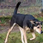 Pies do adopcji, Sopot, 16 lutego 2025