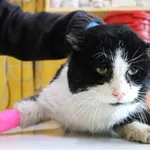 Znaleziono psa, Łódź, 17 lutego 2025