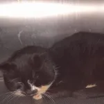 Znaleziono kota, Gdańsk, 14 lutego 2025