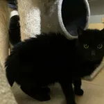 Znaleziono kota, Olsztyn, 13 lutego 2025