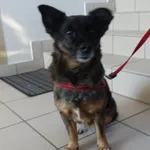 SUCZKA PRZYWIEZIONA Z INTERWENCJI 16-02-2025