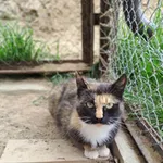 Kot do adopcji, Olsztyn, 5 stycznia 2025