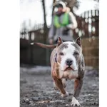 Znaleziono psa, Białystok, 3 lutego 2025