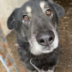 Pies do adopcji, Konin, 13 lipca 2024