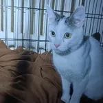 Kocurek poz. 25/072/K