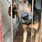 Bernard - ur. ok. 19.08.2021r.