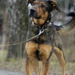 Pies do adopcji, Konin, 16 sierpnia 2024