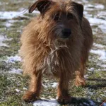 Pies do adopcji, Grudziądz, 14 lutego 2025