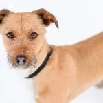 Pies do adopcji, Elbląg, 19 lutego 2025