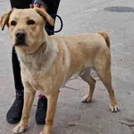 Znaleziono psa, Toruń, 12 lutego 2025