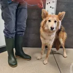 Pies do adopcji, Chełmek, 2 lutego 2025