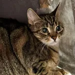 Znaleziono kota, Lublin, 18 lutego 2025