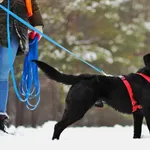 Znaleziono psa, Puławy, 2 stycznia 2025